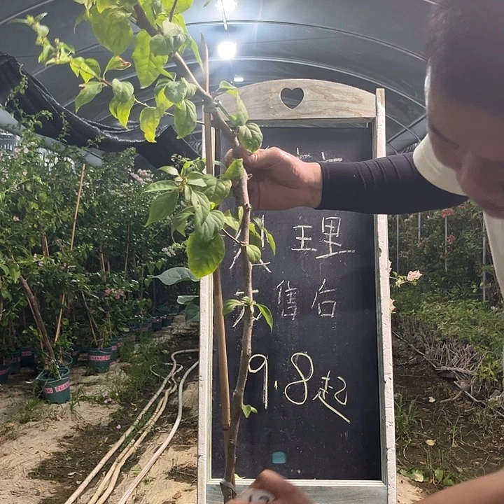 无花朵三角梅三角梅1282