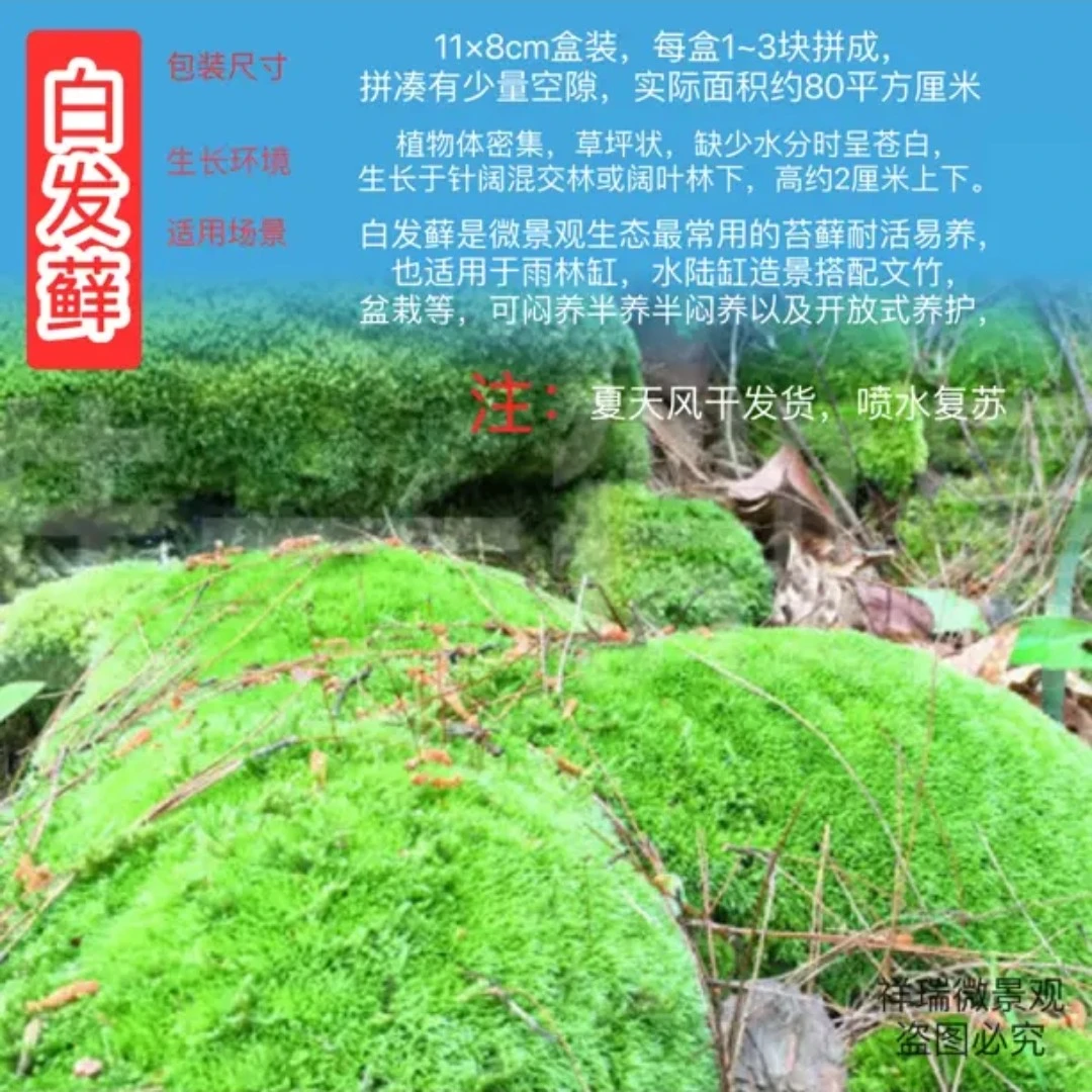 鲜活苔藓白发苔藓水陆缸雨林缸盆景盆栽苔藓墙造景白发藓文竹生态