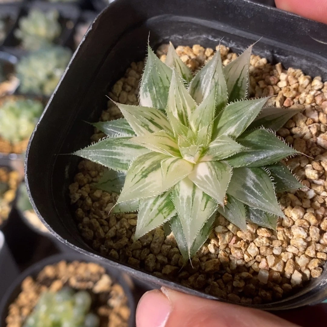 一颗实生原始玉露锦