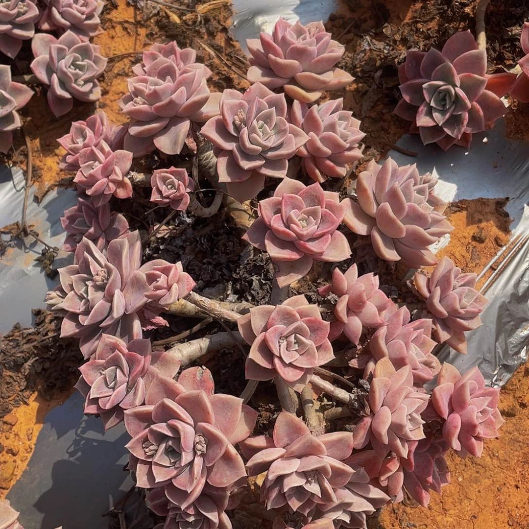 哈利沃森地栽19,8老桩，发过会掉头不售后