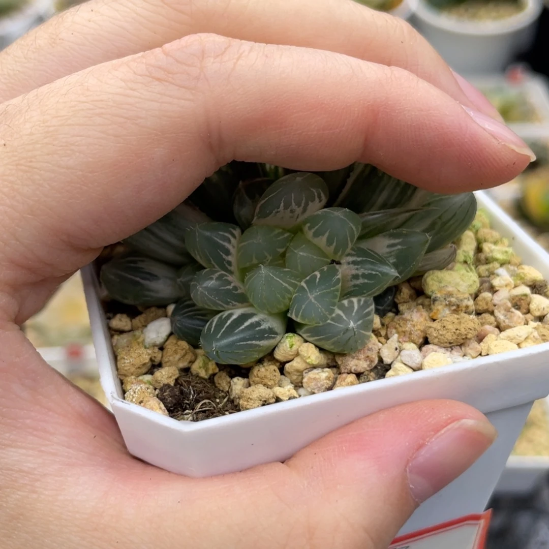 140 霓虹灯糊斑侧芽