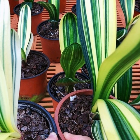 【闪购商品】用****毛