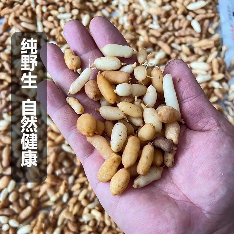 湘西野生麦冬链接