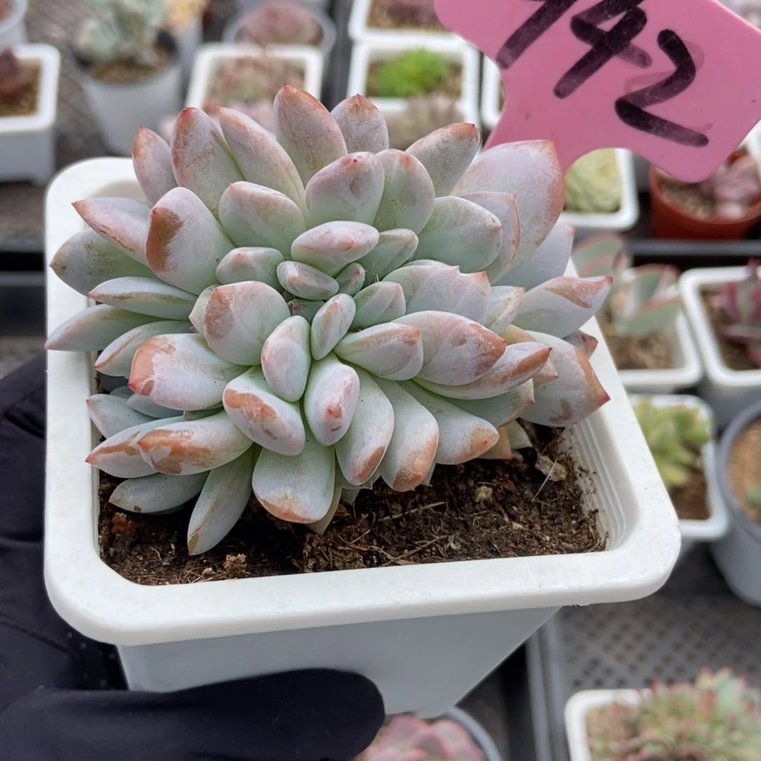 942橙子缀多肉植物保护