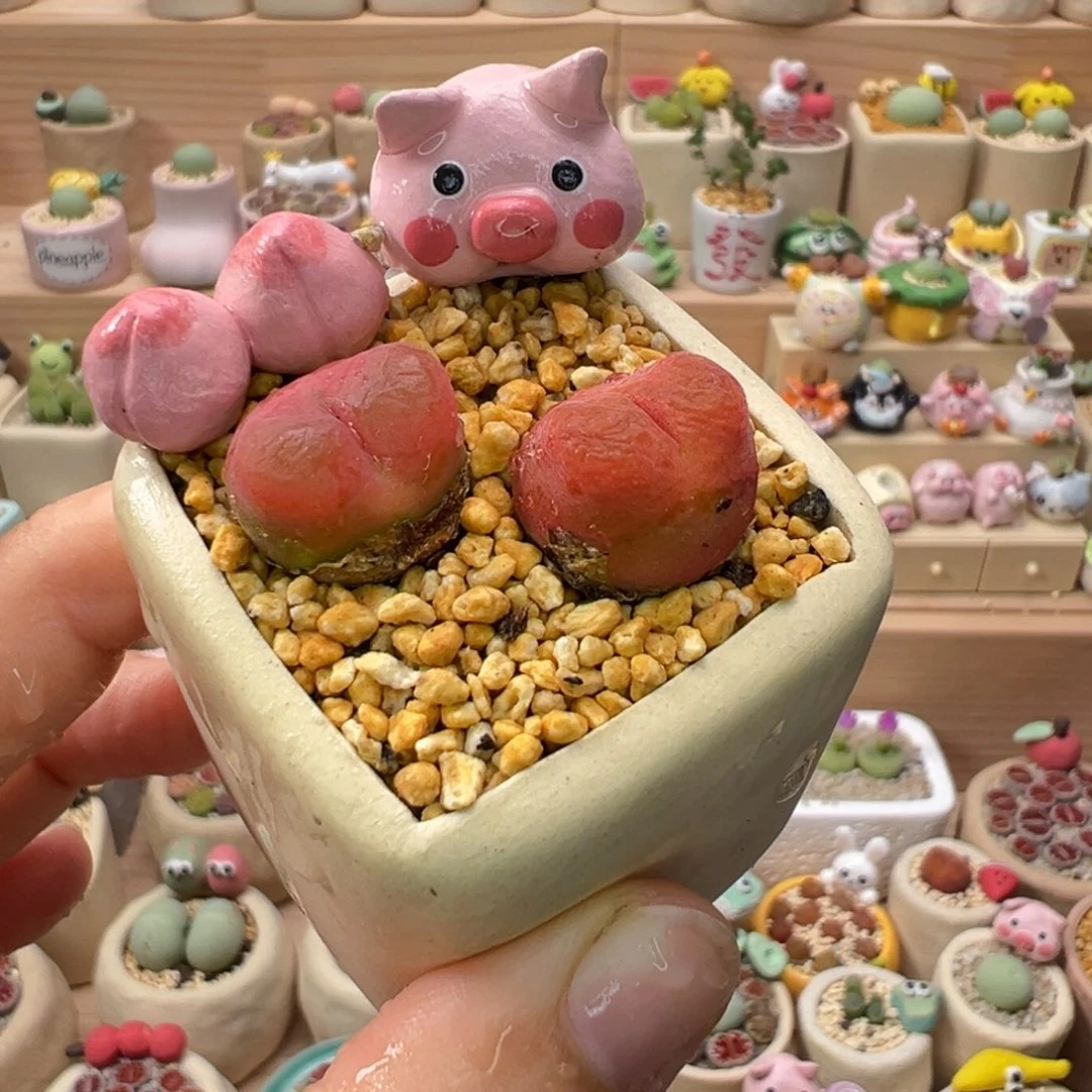 多肉植物75号水蜜桃