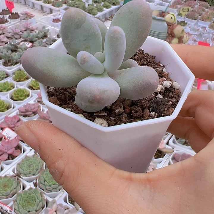 奶酪19包邮多肉植物
