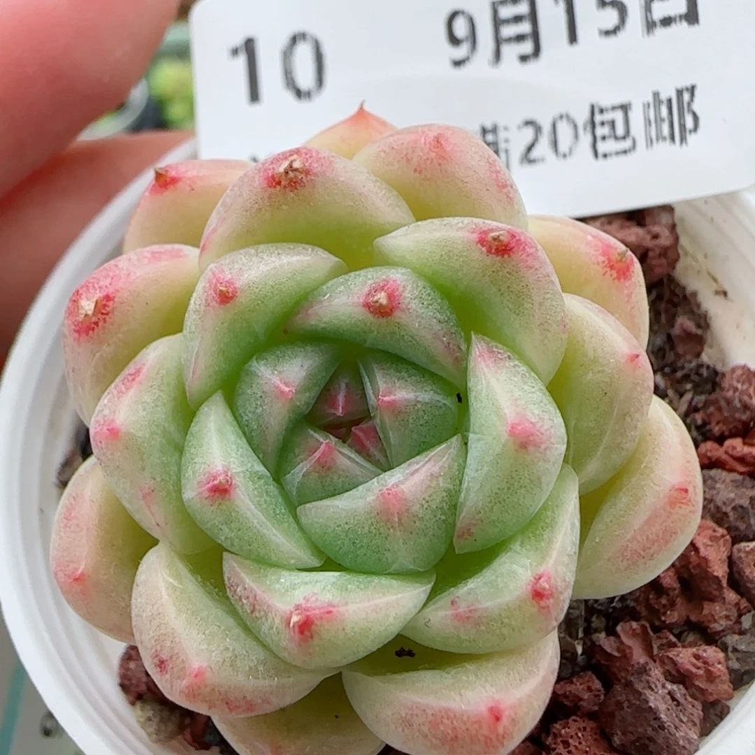 花语逸镜0915-10包子麦秆