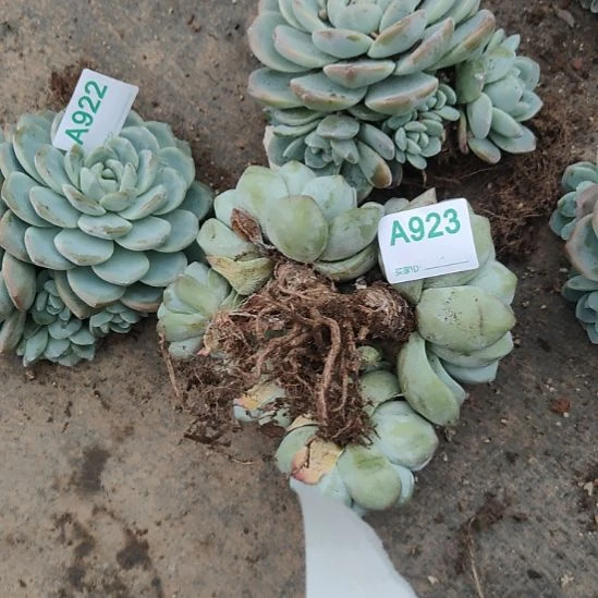 哈哈哈哈哈哈哈哈923