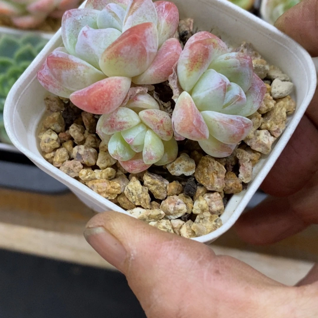 精品多肉一物一拍不包整274