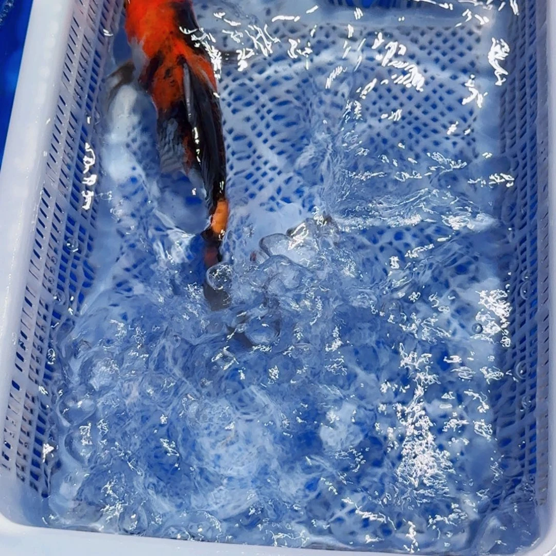 锦鲤甄选锦鲤包邮包活