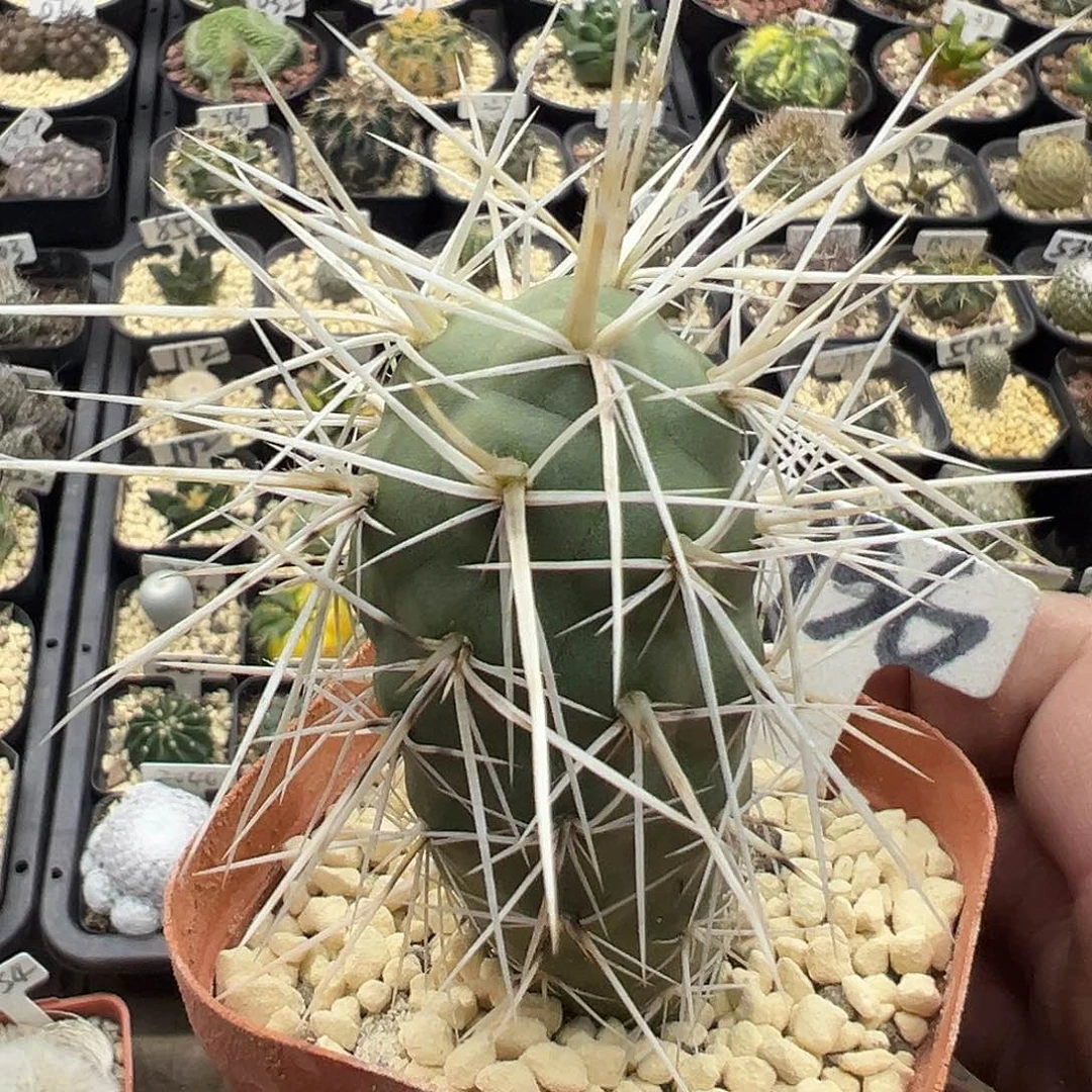 936实生强刺习志野