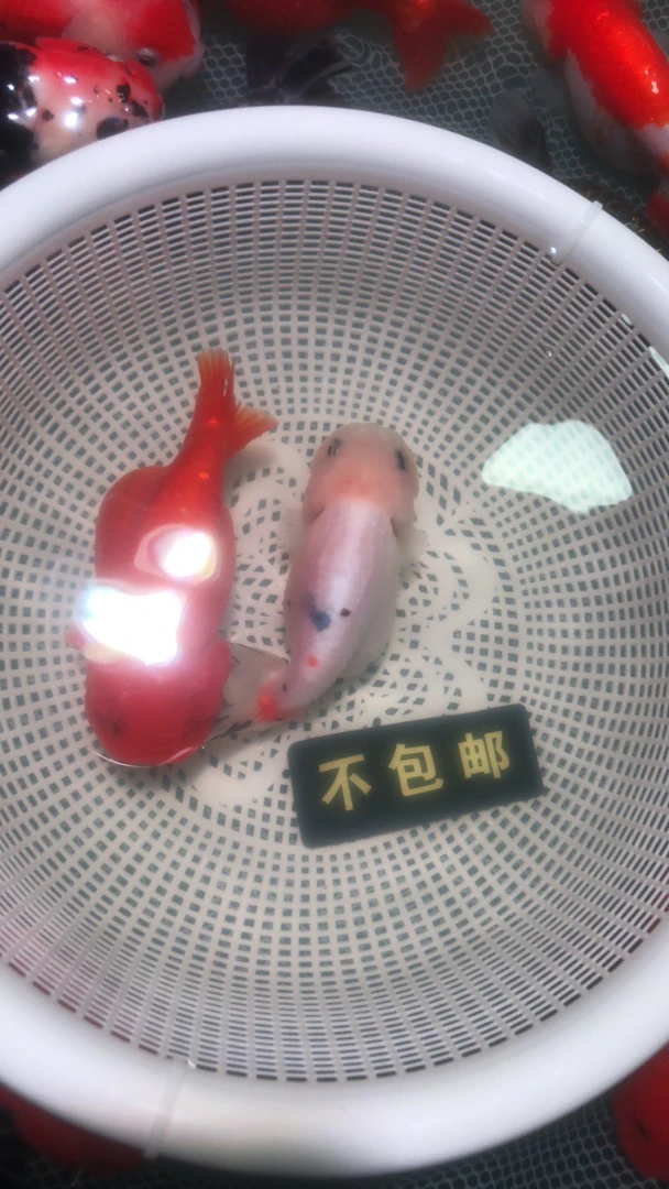 萌宠娃娃脸兰寿金鱼