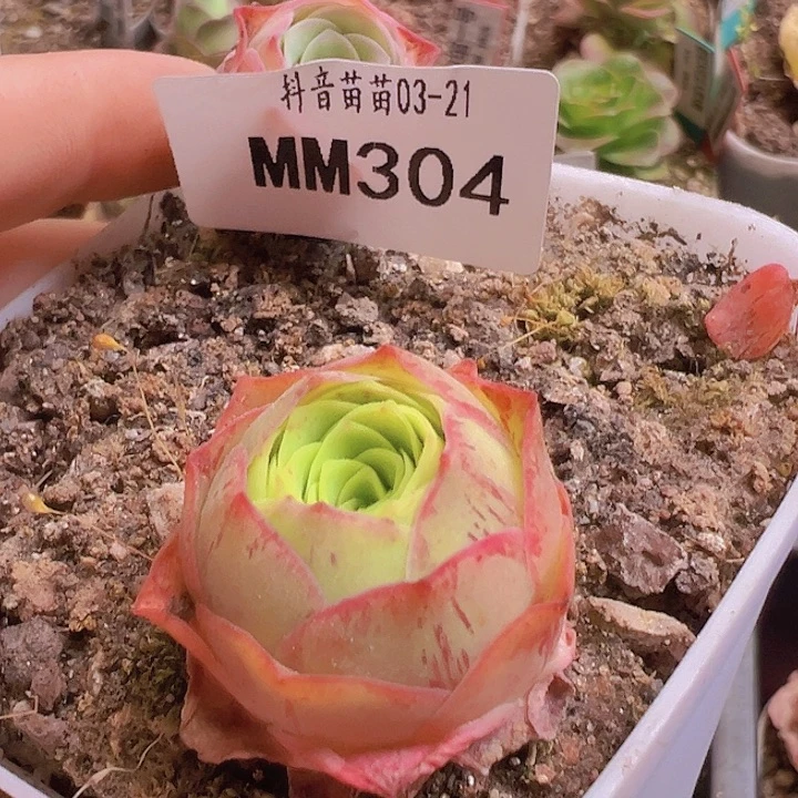 赛****g山地玫瑰多肉304