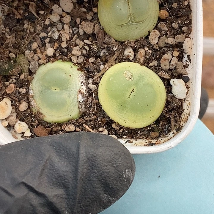 桃喜花园0130-7灯泡新年福利