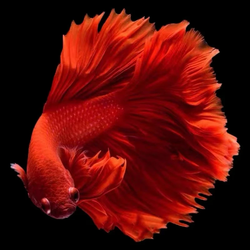 龙盛1-100号斗鱼赛级热带仙女好养婚纱小宠物纯白半月耐活观赏鱼