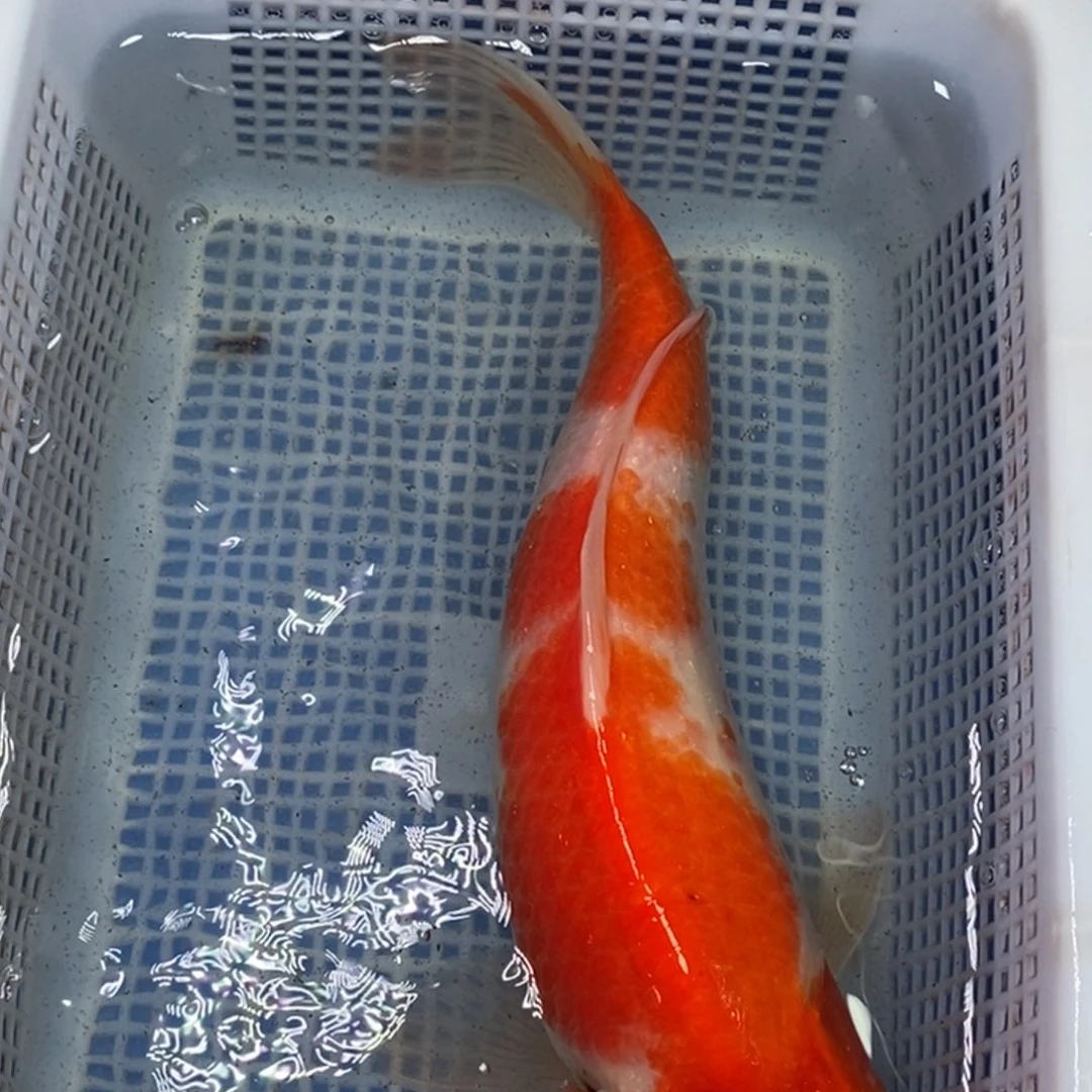 锦鲤冷水锦鲤包邮