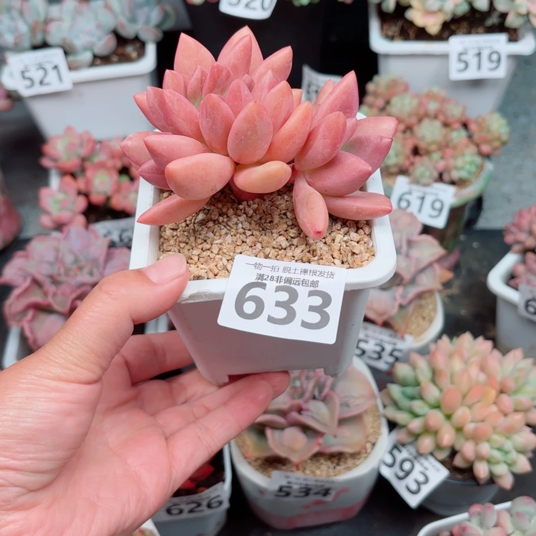 桃花源缀化多肉多