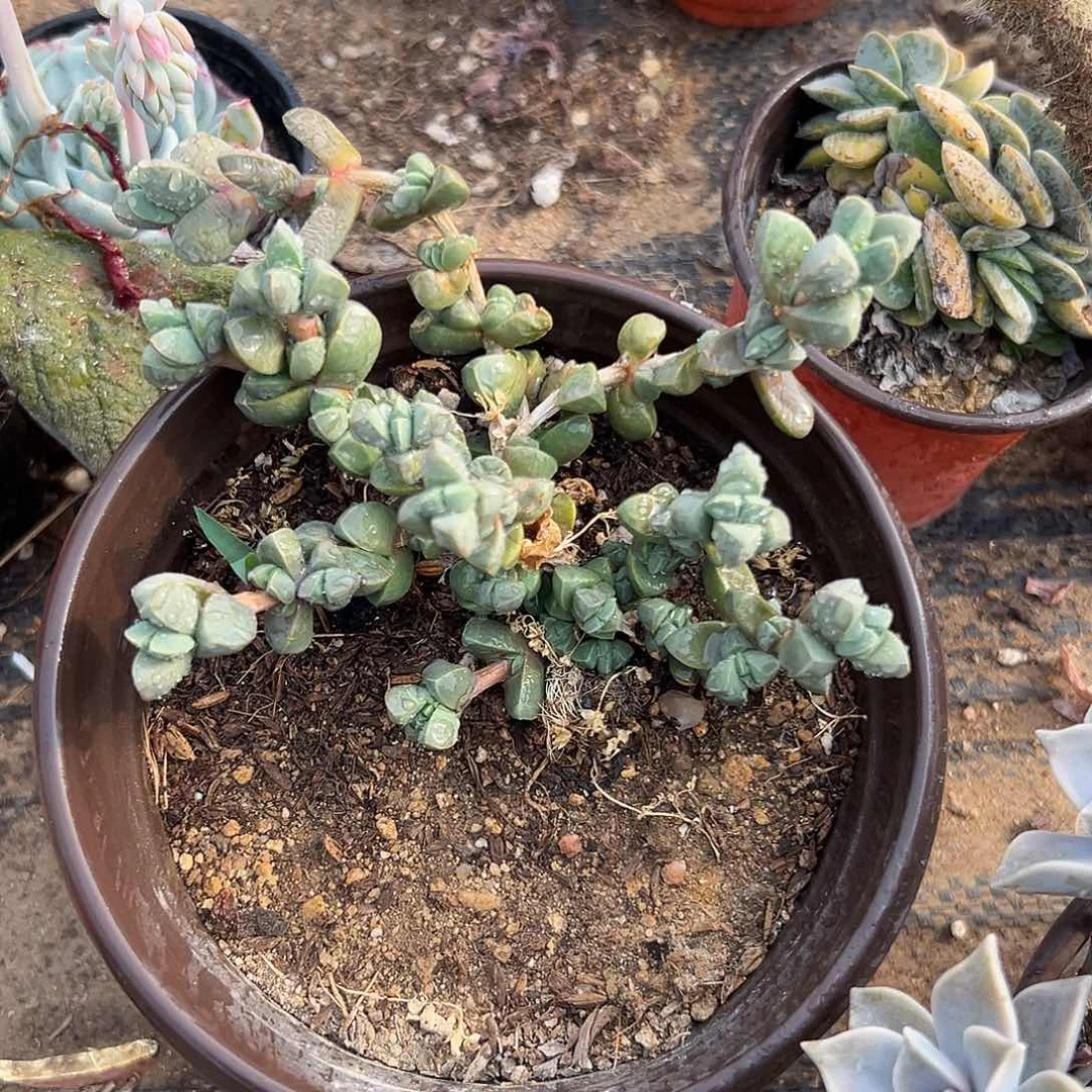 多肉植物鹿角海棠