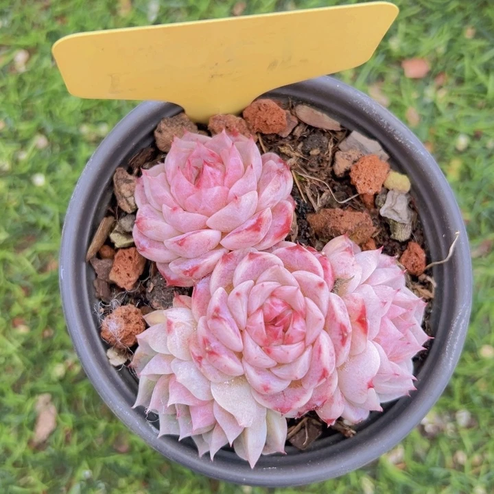 健健康康平平安安