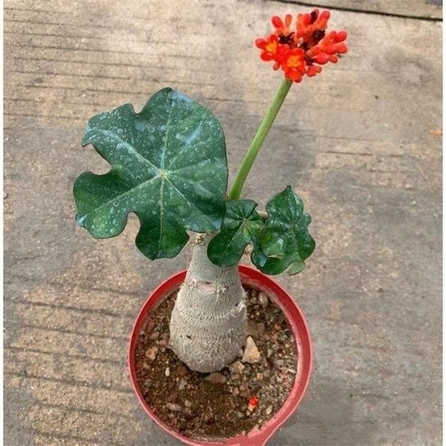 佛肚海棠块根植物庭院阳台绿植耐旱好养多肉花卉