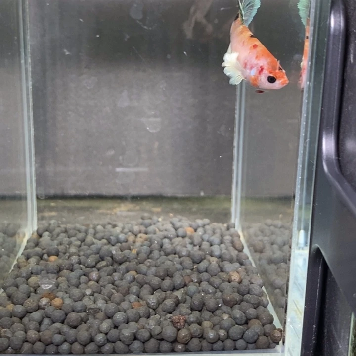 斗鱼泰国斗鱼525号