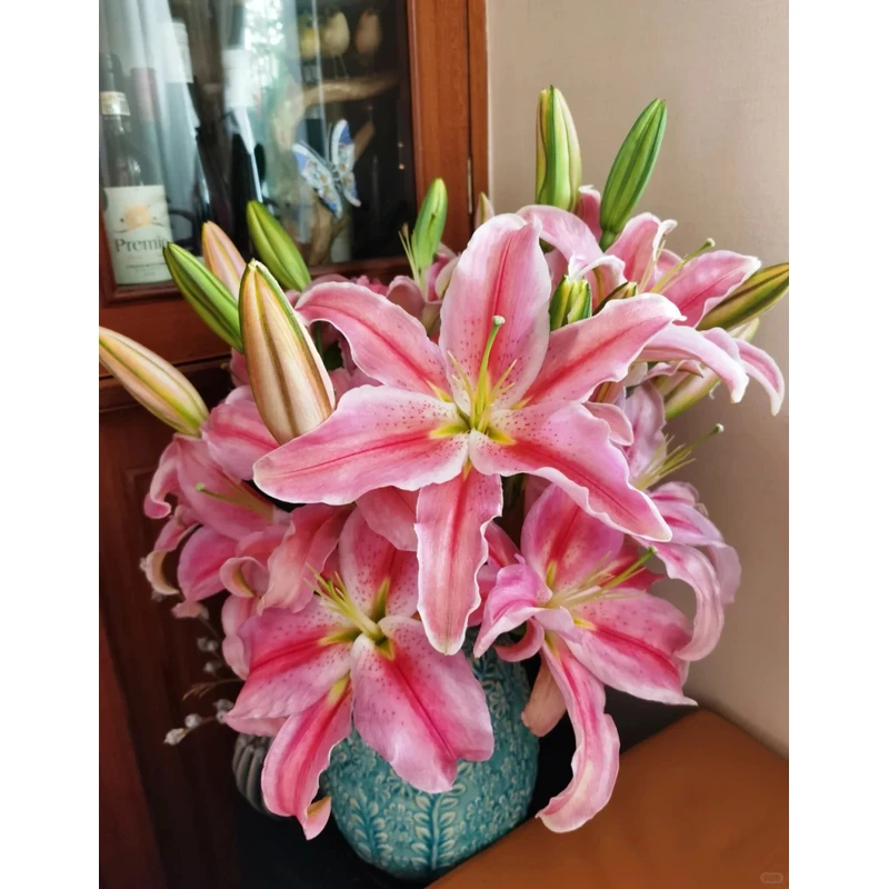 【花言罐舍】罗曼蒂克香水百合 一单包邮 云南鲜花昆明基地现采现发