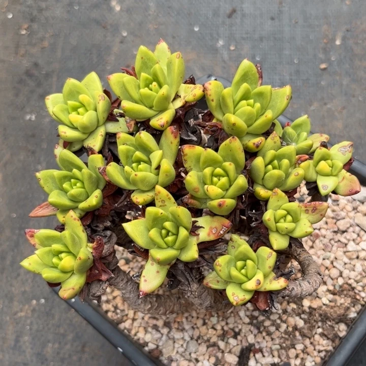 法若莫莎，仙女杯多肉