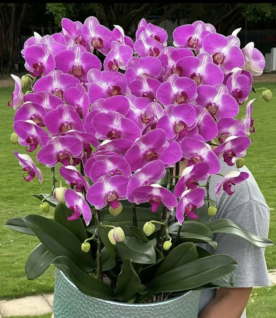 【情人二号】蝴蝶兰苗【拍两颗包邮】基地直发