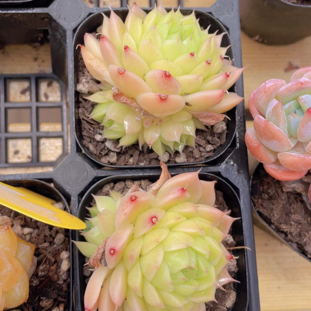 861号 黄透麦秆双头起一个