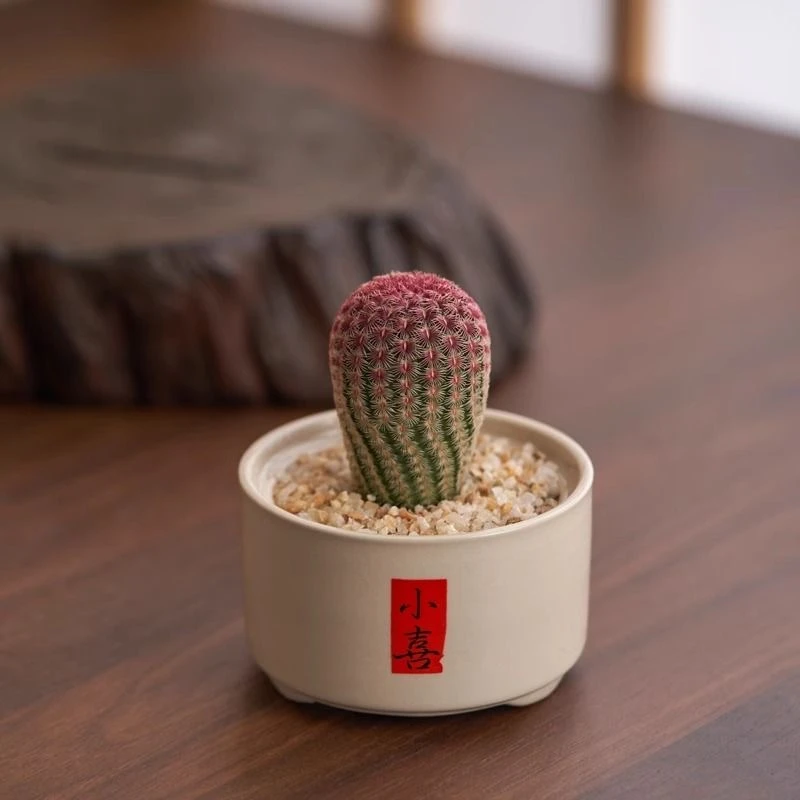 单头实生红太阳仙人球盆栽室内开花多肉植物可爱好养绿植