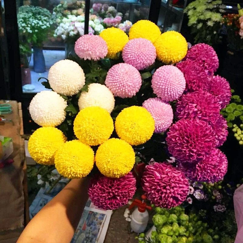 乒乓菊花种子盆栽四季开花易爆盆小雏菊易活室内外花卉盆栽花种籽