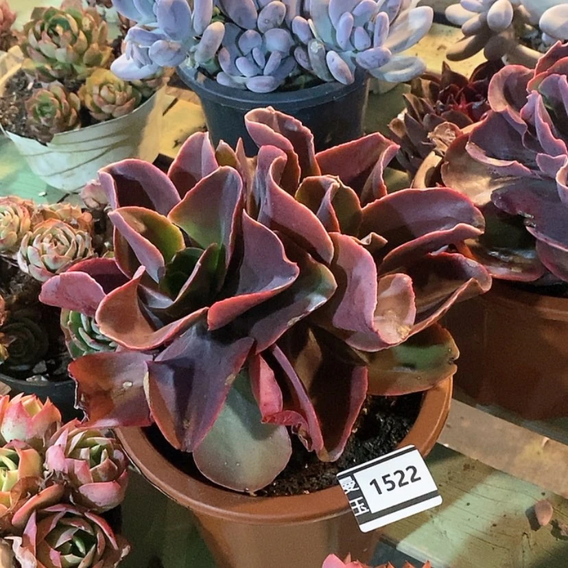 【闪购商品】红酒杯1522