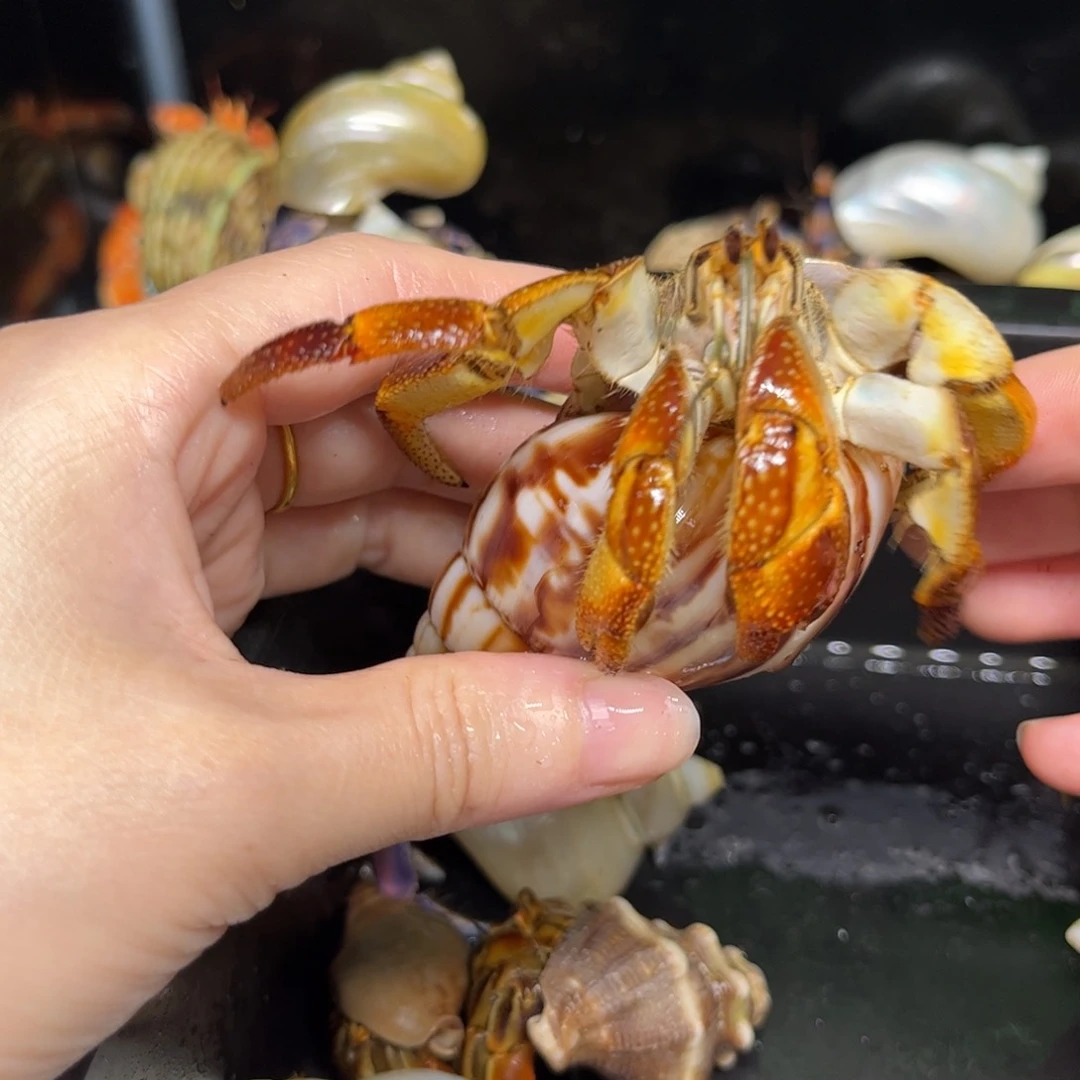 柠檬黄斤大瓜瓜3.6