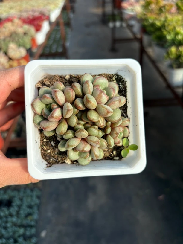 葡萄多肉整群9㎝盆 只发新疆一单包邮