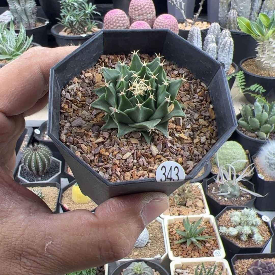 帝冠实生4一物一拍默认脱土发