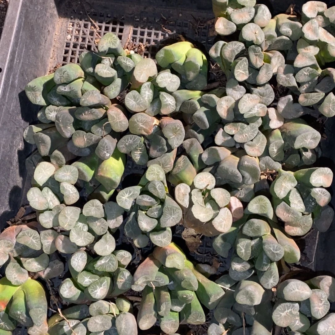 2294 一颗优选实生超大万象 多品种 大帅优选