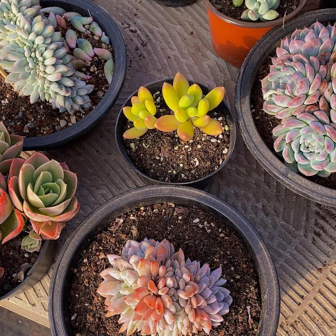 微**泡48包邮一物一拍多肉植物