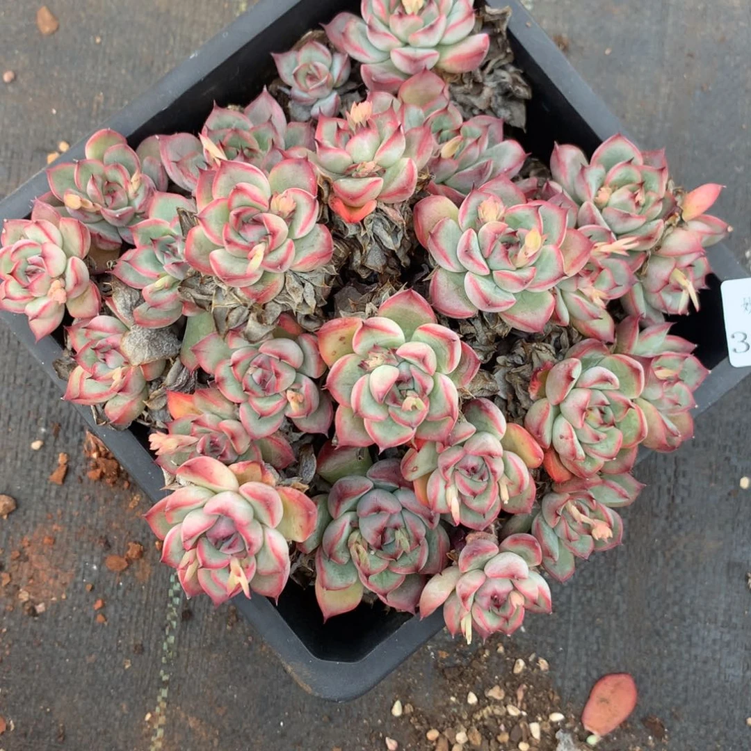 晴***^3672不包整散介意不拍17厘米