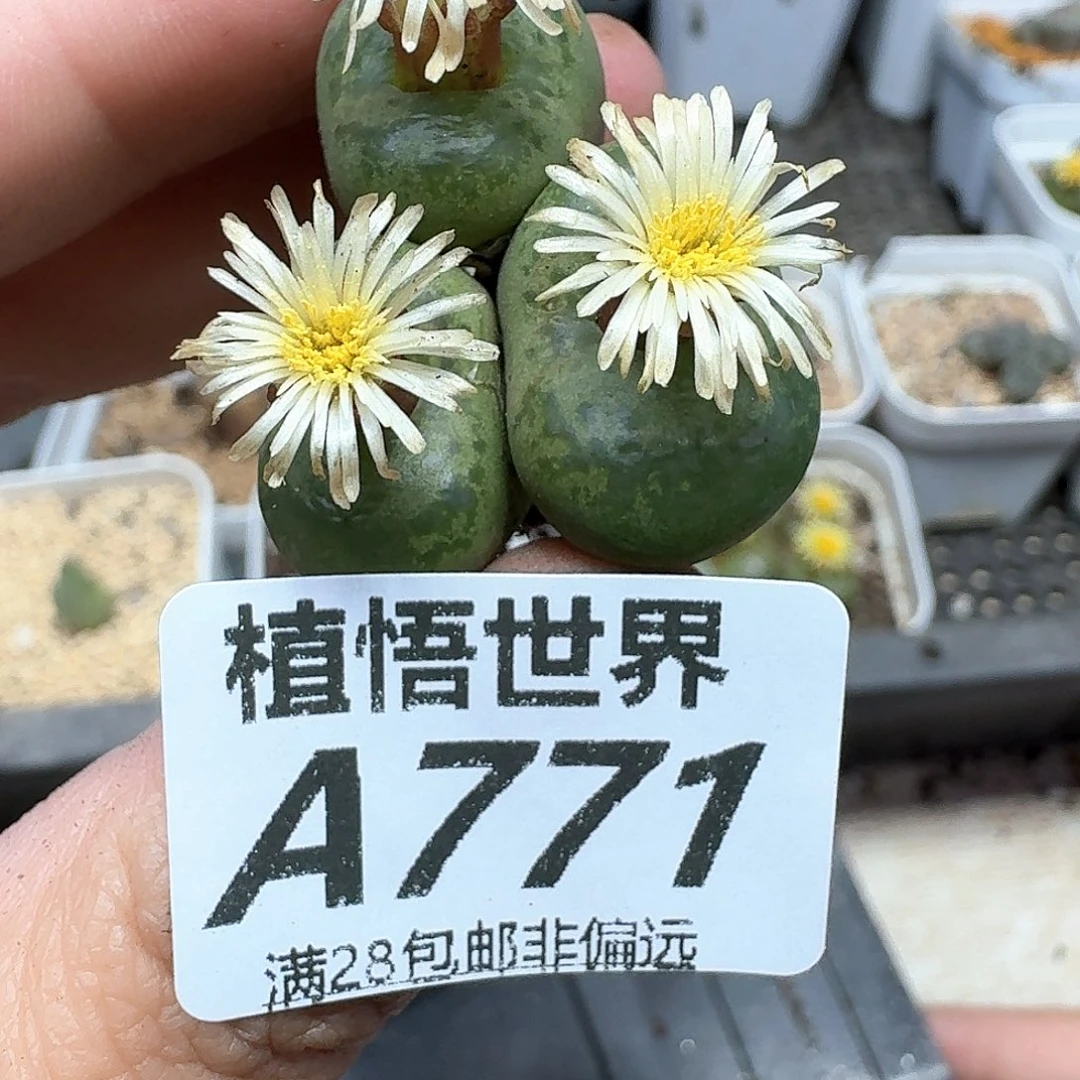 多肉植物的人生fgh