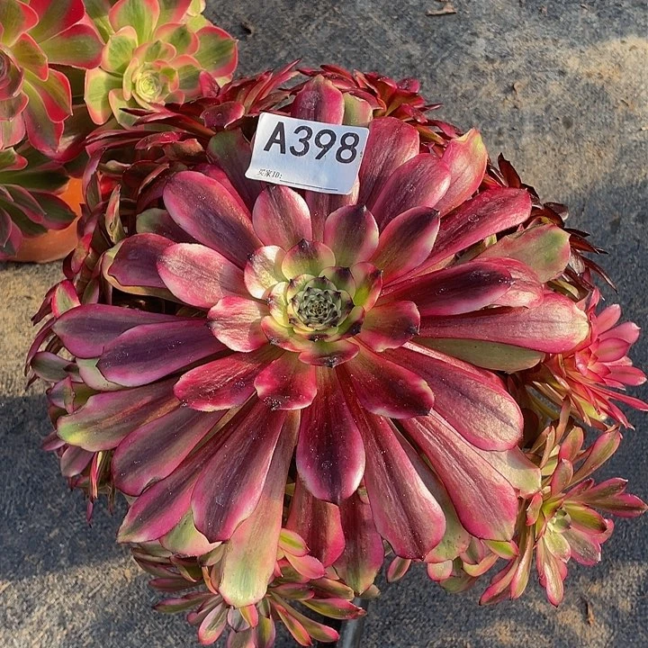 美姬398多肉植物