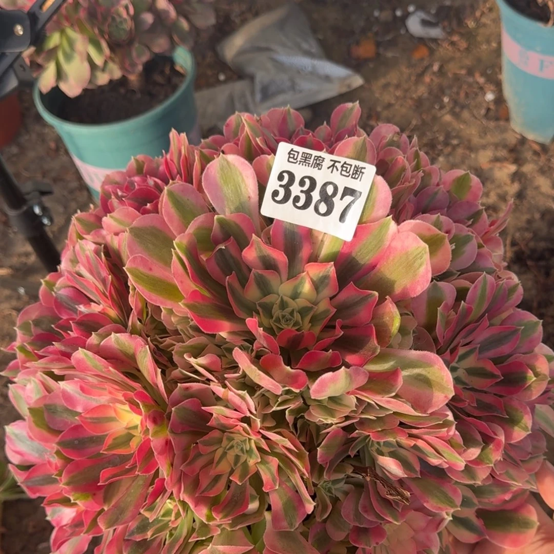 法师女巫18-10 3387