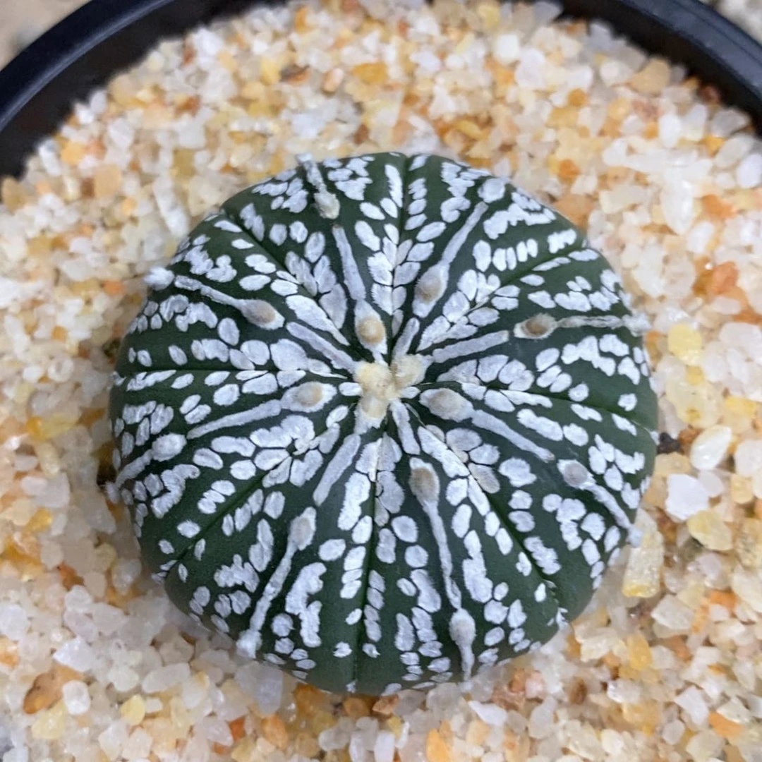 果*儿仙人球的世界里有很多