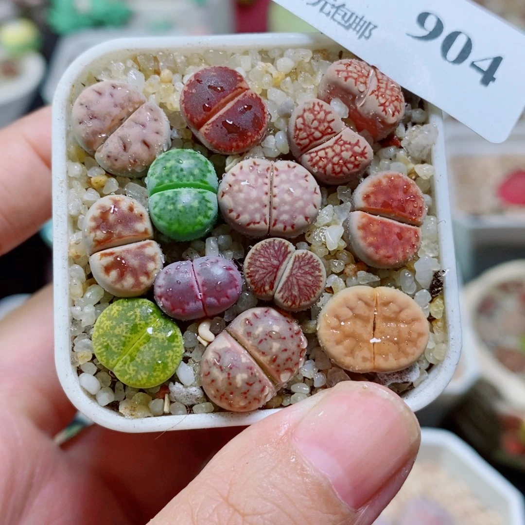 生石花花花花开了904