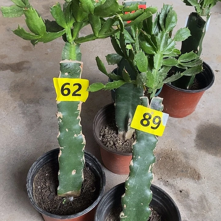 无花朵李*瑕疵苗1795➕妹妹，62和89号脱土发货