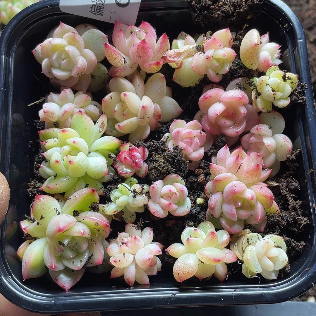 武****居2s+珍妮混一物一拍037