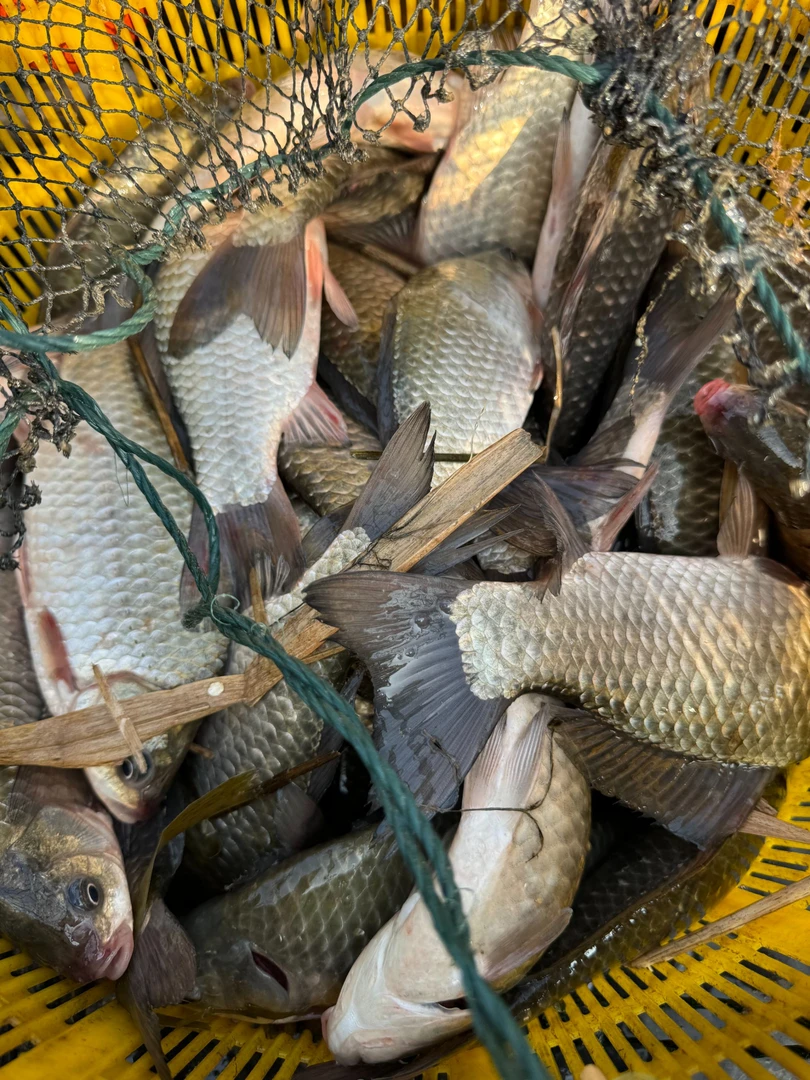 【顺丰冷链】现抓大鲫鱼传统摸鱼新鲜去鳞去内脏