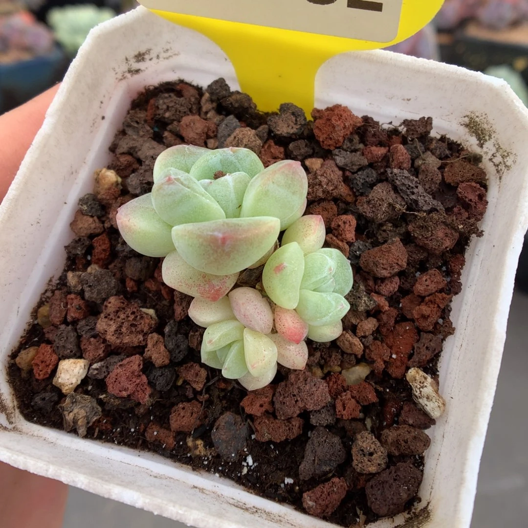 732冰玉多肉植物一物一拍