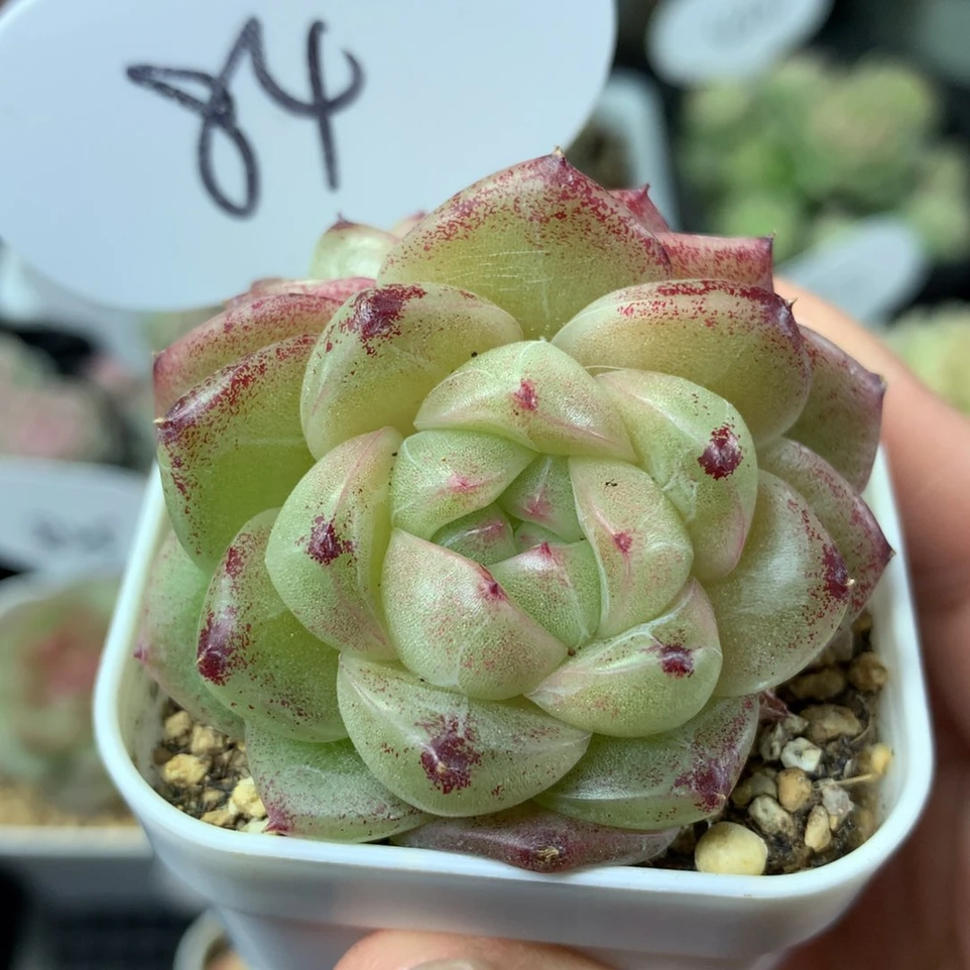 M100珍妮麦秆双头84