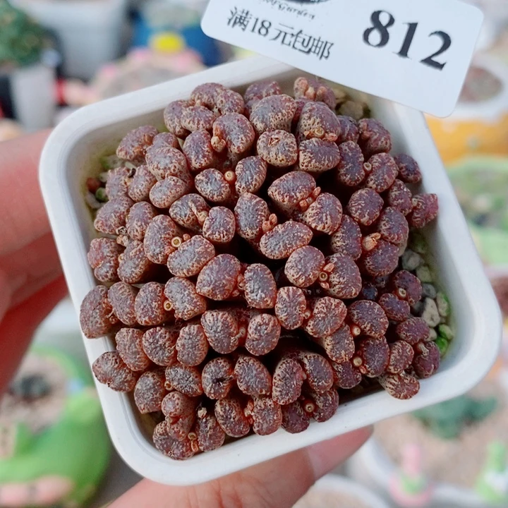 生石花花花花花812