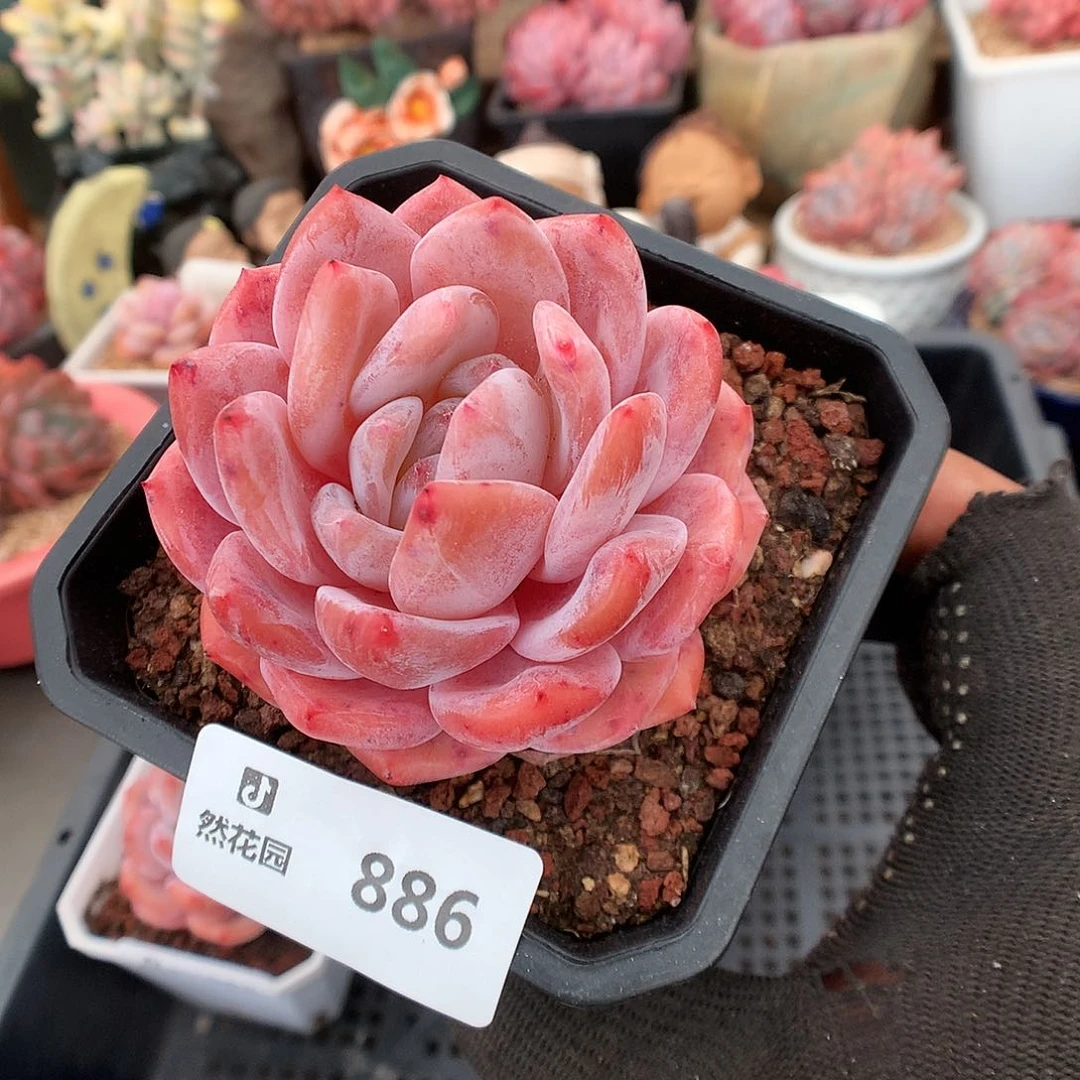 886冰橙多肉植物6666